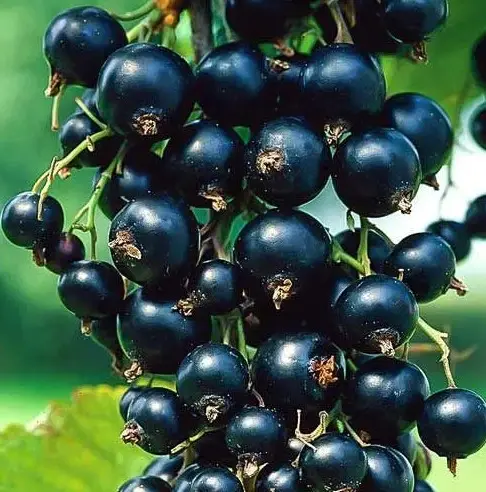 Tihope (Tihope) - современный сорт с высоким содержанием витамина C и антоцианов