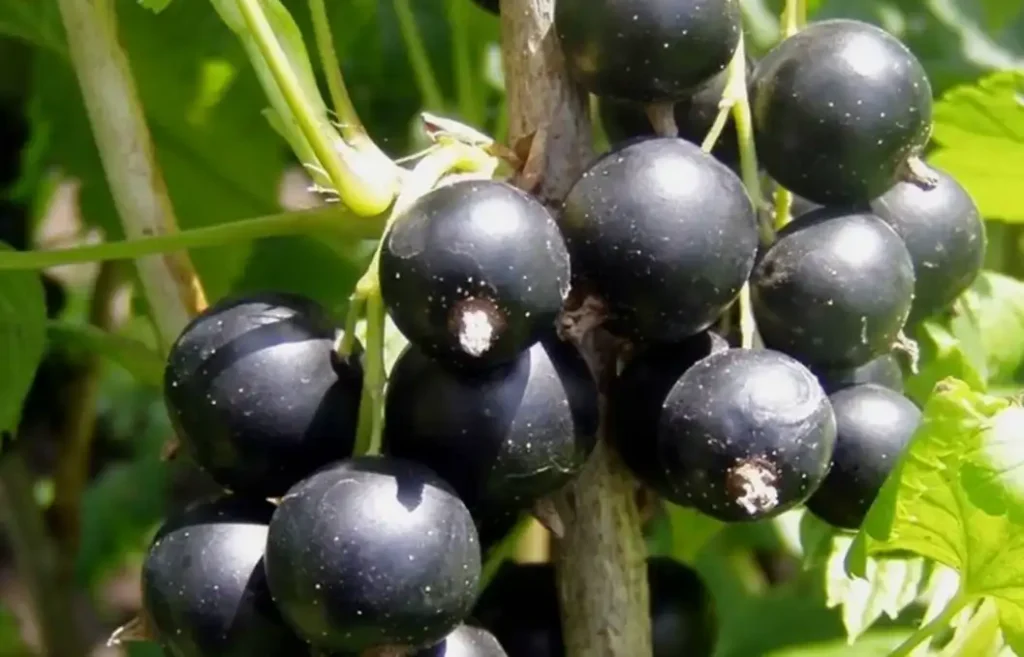 Смородина Тиромо