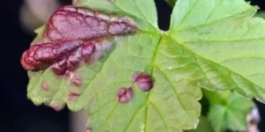 Цилиндроспориоз смородины