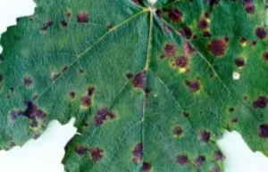 Цилиндроспориоз смородины