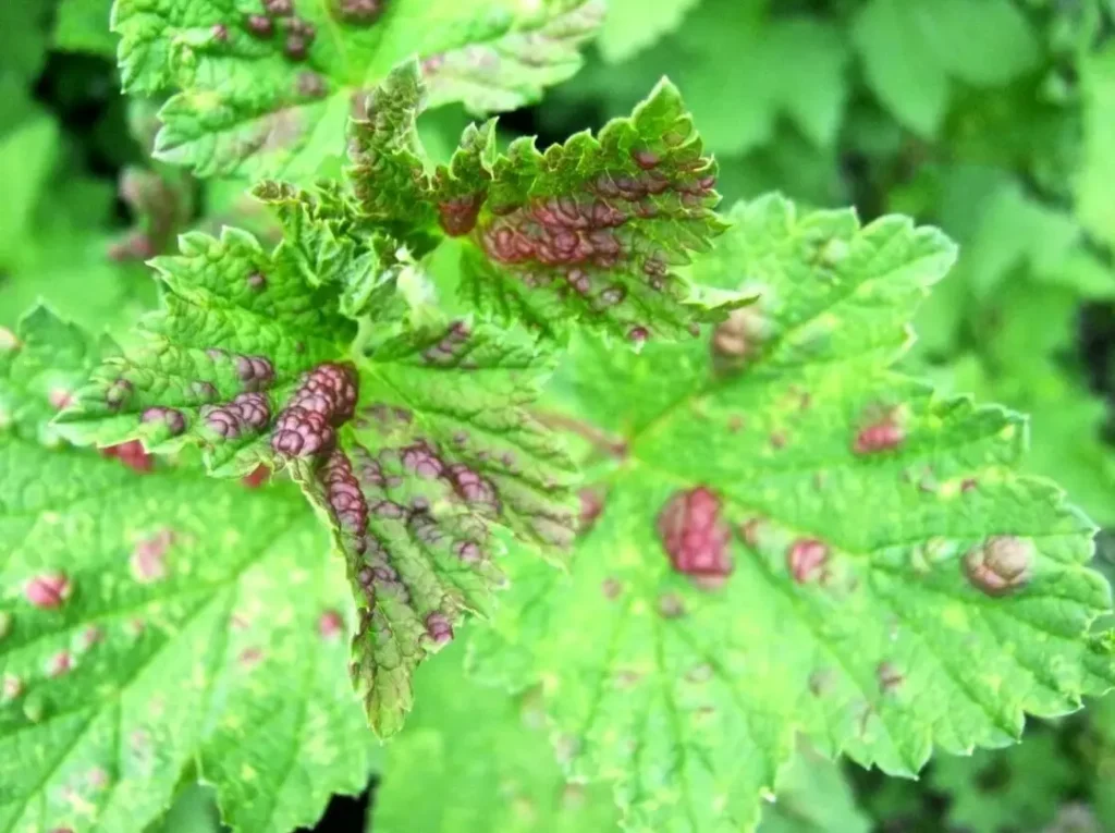 Цилиндроспориоз смородины - как распознать и лечить заболевание