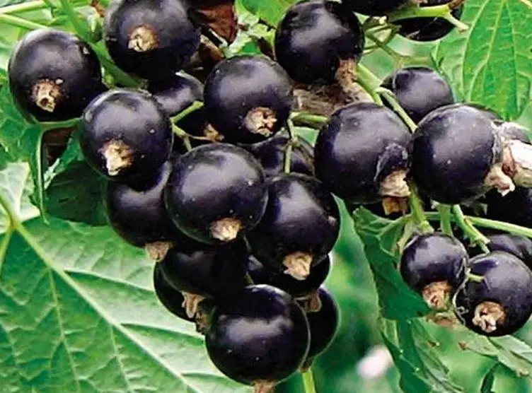 Сорт смородины Tulia