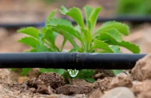 Удобрения через капельный полив