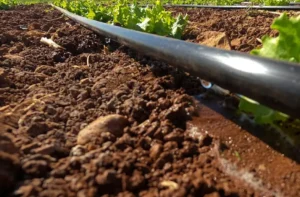 Удобрения через капельный полив