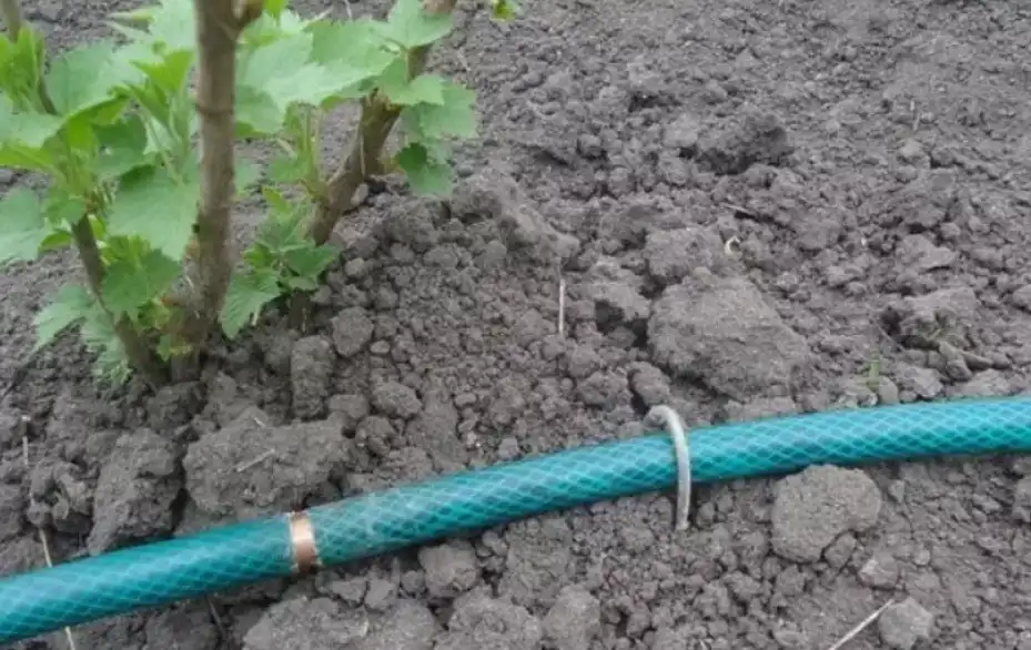 Удобрения через капельный полив - эффективная технология
