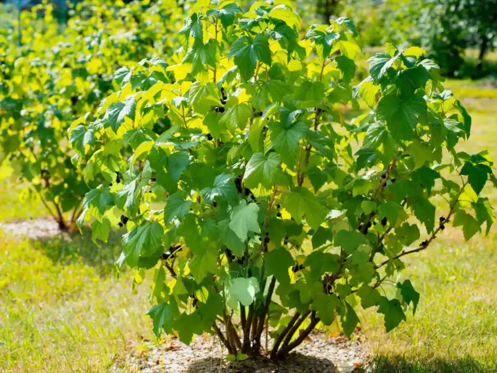 Удобрения под молодые и старые кусты смородины - в чём разница