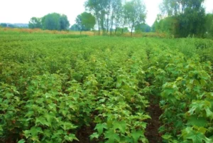 Улучшить песчаную почву под смородину