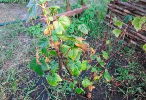 Увядание побегов смородины