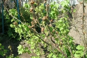 Увядание побегов смородины