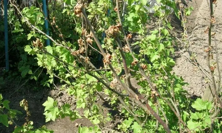 Увядание побегов смородины - грибковые и вирусные причины