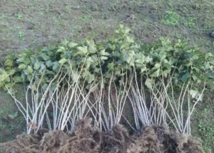 Ведьмина метла на смородине