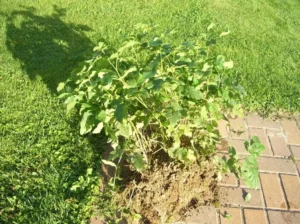 Ведьмина метла на смородине