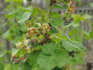 Ведьмина метла на смородине