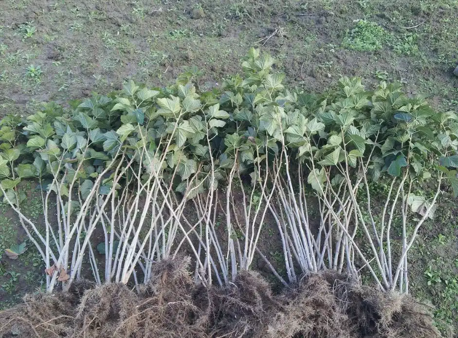 Ведьмина метла на смородине - редкое, но опасное заболевание