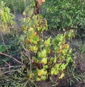 Вертициллезное увядание смородины