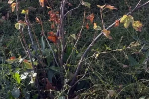 Вертициллезное увядание смородины