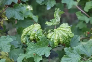 Вертициллезное увядание смородины - как распознать на ранней стадии 1 Вертициллезное увядание смородины - как распознать на ранней стадии