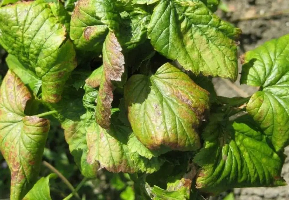 Вертициллезное увядание смородины - как распознать на ранней стадии