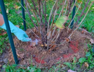 Весенние работы в саду - чем подкормить смородину