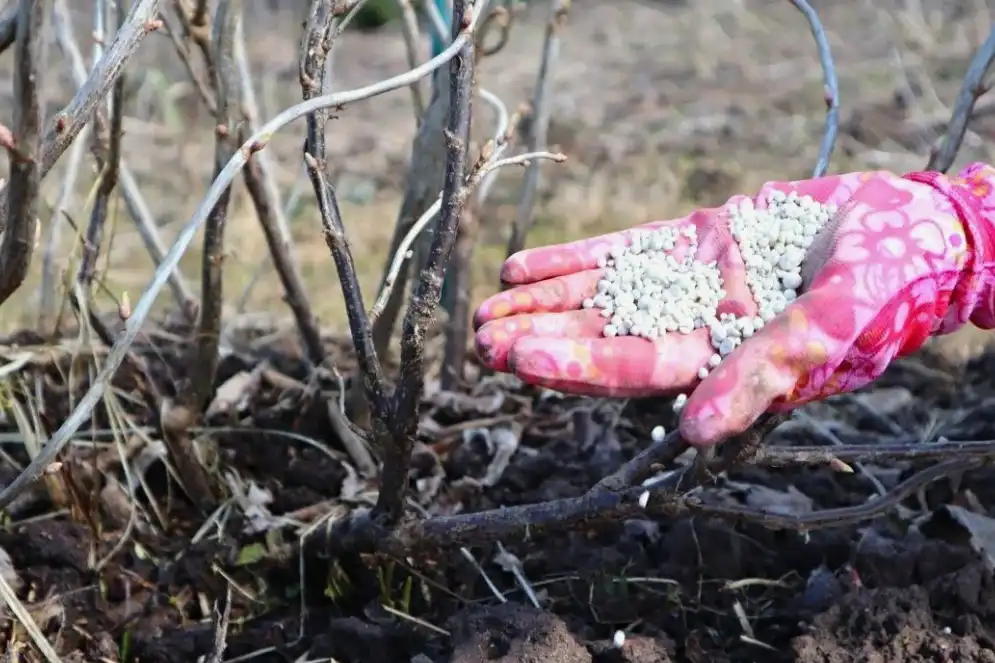 Весенние работы в саду - чем подкормить смородину