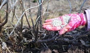 Весенние работы в саду - чем подкормить смородину