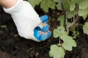 Влияние азотных удобрений на рост побегов смородины весной