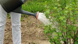 Влияние полива на усвоение удобрений