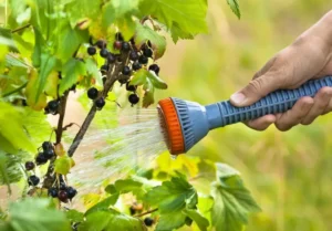 Влияние полива на усвоение удобрений