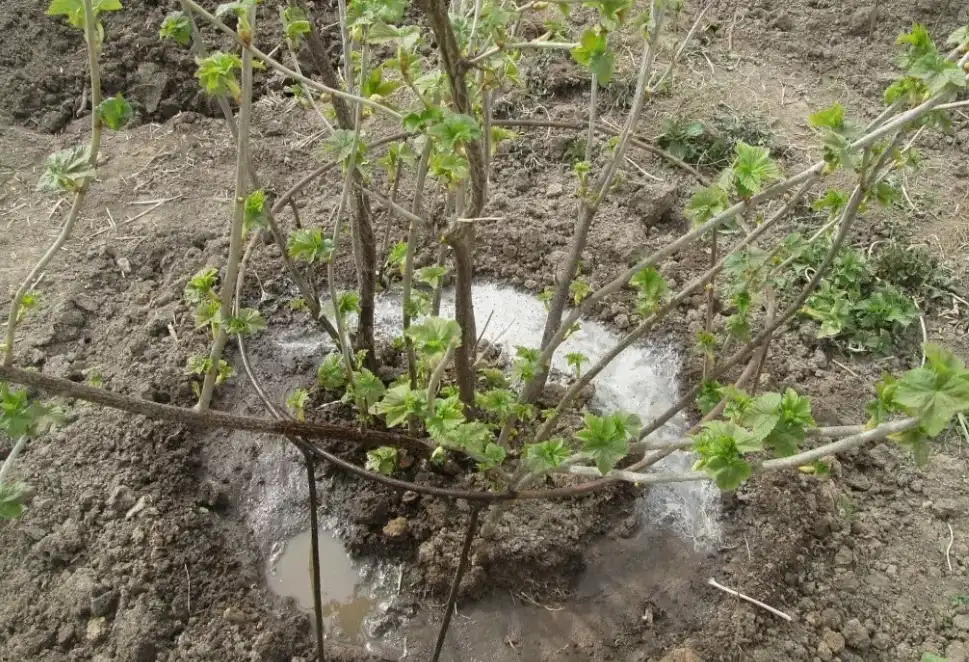 Влияние полива на усвоение удобрений