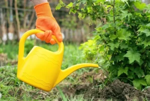 Влияние полива на усвоение удобрений