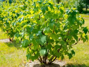 Водянистая гниль ягод смородины - как сохранить урожай