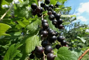 Водянистая гниль ягод смородины - как сохранить урожай