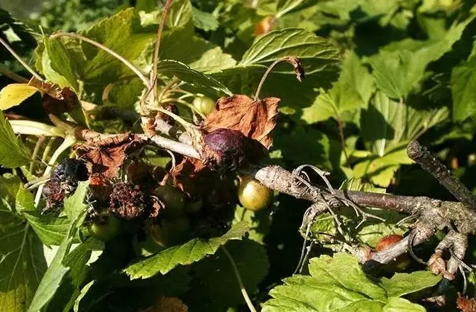Водянистая гниль ягод смородины - как сохранить урожай
