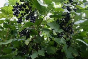 Водянистая гниль ягод смородины - как сохранить урожай