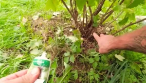 Восстановление почвы после урожая - что важно для смородины