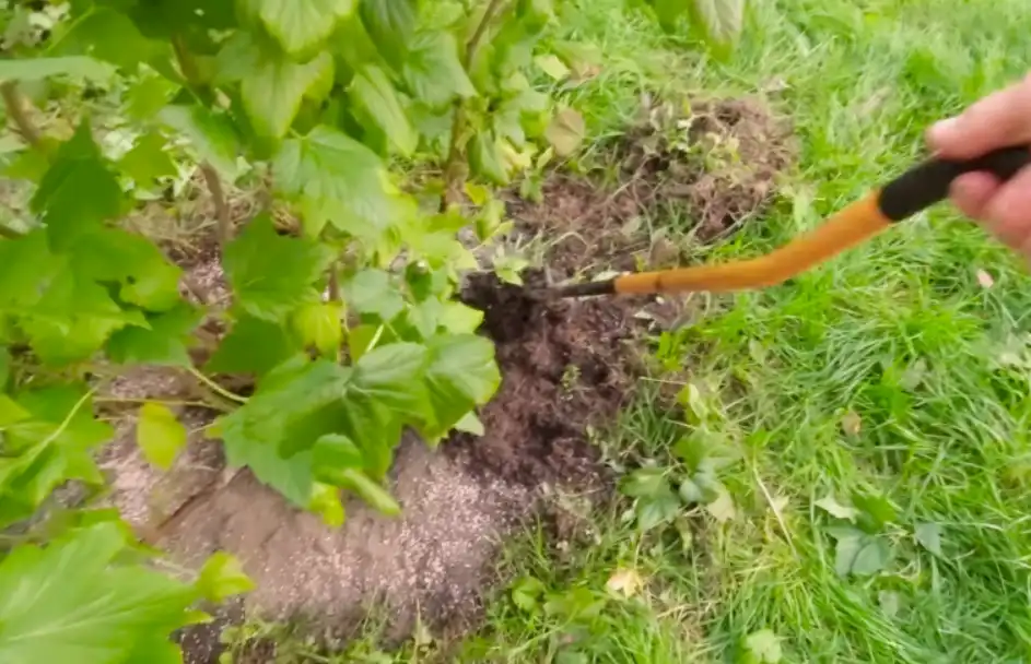 Восстановление почвы после урожая - что важно для смородины