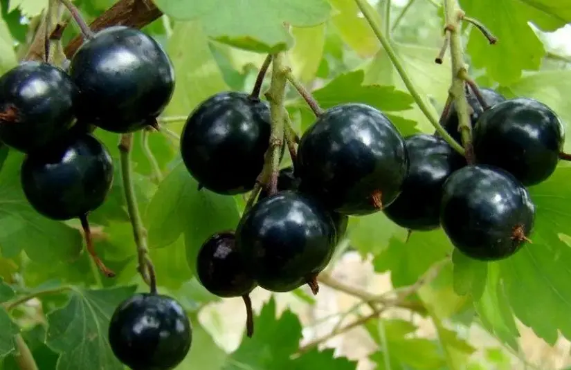 Смородина Забайкалочкa