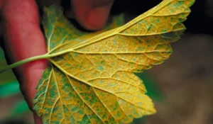 Жёлтая мозаика смородины 