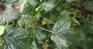 Жёлтая мозаика смородины 