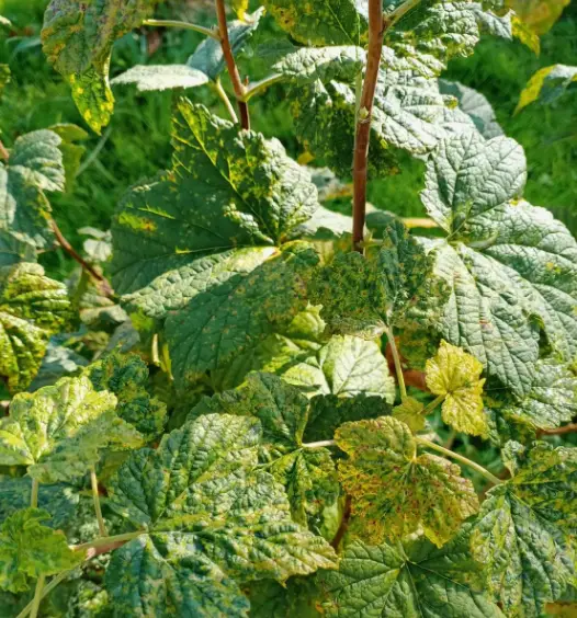 Жёлтая мозаика смородины - признаки и методы защиты